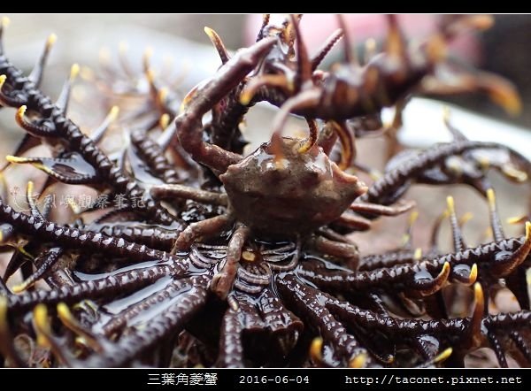 三葉角菱蟹 Ceratocarcinus trilobatu_10.jpg