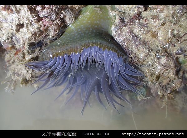 太平洋側花海葵 Anthopleura pacifica_01.jpg