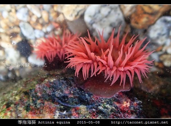 等指海葵 Actinia equina_01.jpg