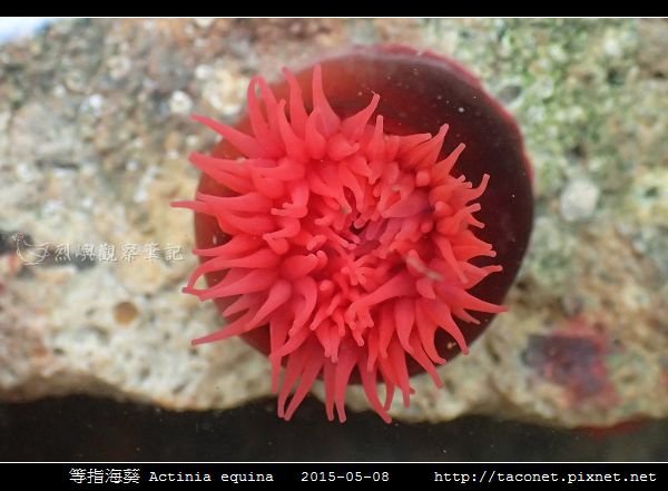 等指海葵 Actinia equina_03.jpg