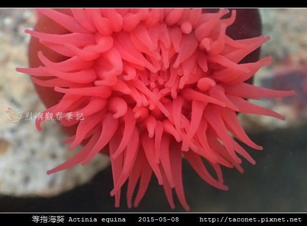 等指海葵 Actinia equina_04.jpg