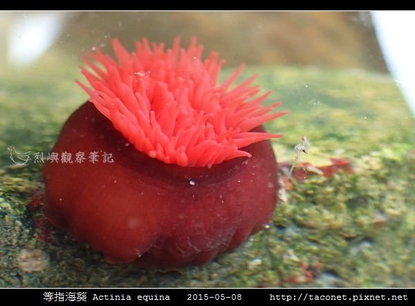 等指海葵 Actinia equina_05.jpg