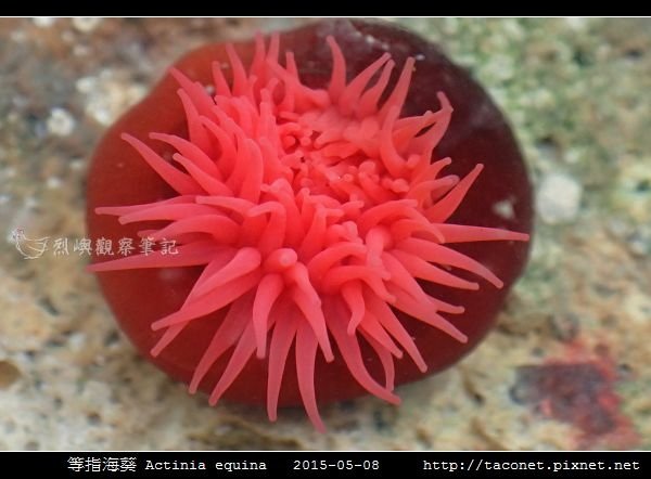 等指海葵 Actinia equina_06.jpg