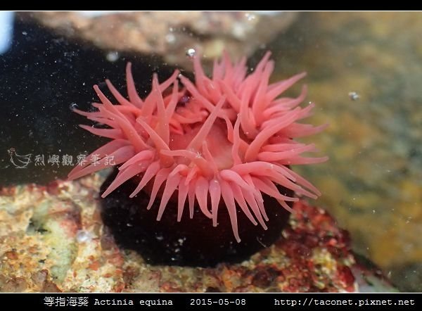 等指海葵 Actinia equina_09.jpg