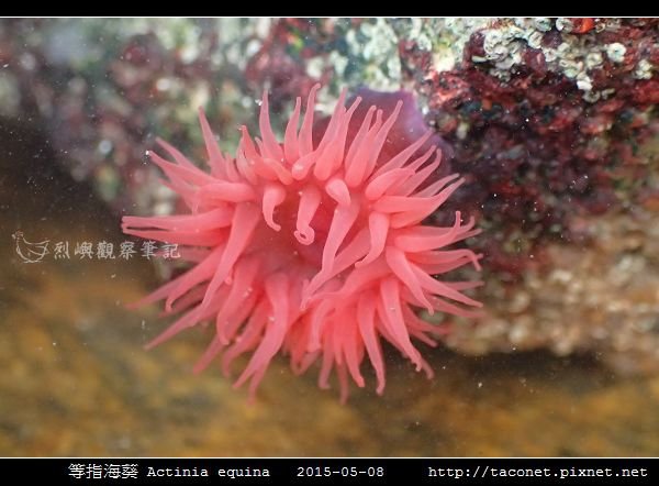 等指海葵 Actinia equina_10.jpg