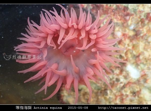 等指海葵 Actinia equina_13.jpg