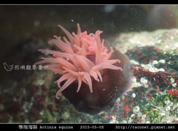 等指海葵 Actinia equina_15.jpg