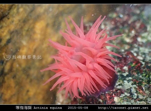 等指海葵 Actinia equina_14.jpg