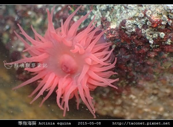 等指海葵 Actinia equina_17.jpg