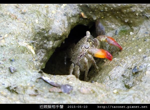 近親擬相手蟹_08.jpg