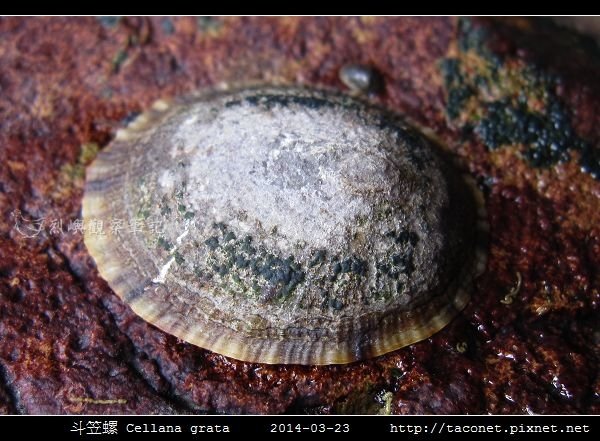 斗笠螺 Cellana grata_02.jpg