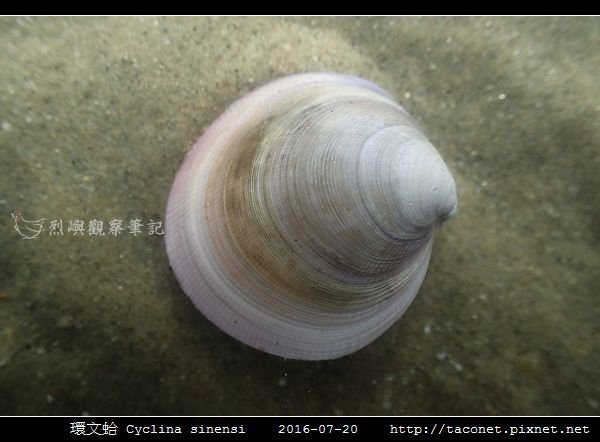 環文蛤 Cyclina sinensi_02.jpg