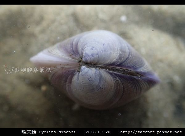 環文蛤 Cyclina sinensi_04.jpg