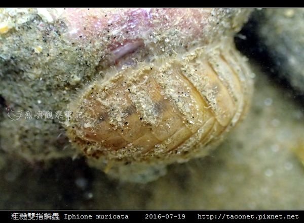 粗糙雙指鱗蟲 Iphione muricata_4.jpg