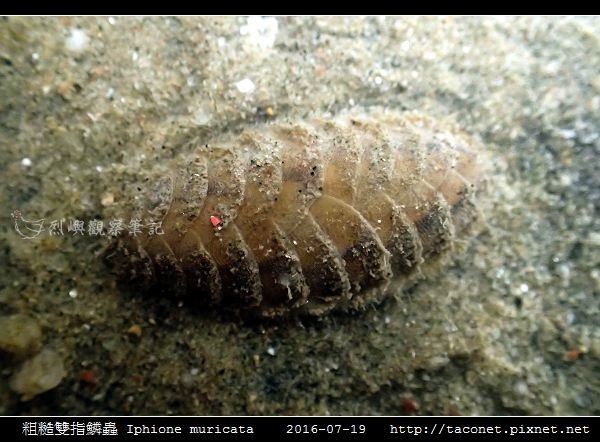 粗糙雙指鱗蟲 Iphione muricata_5.jpg