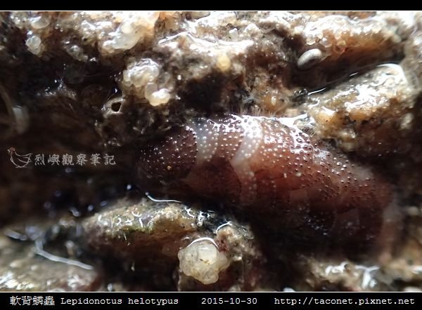 軟背鱗蟲 Lepidonotus helotypus_5.jpg