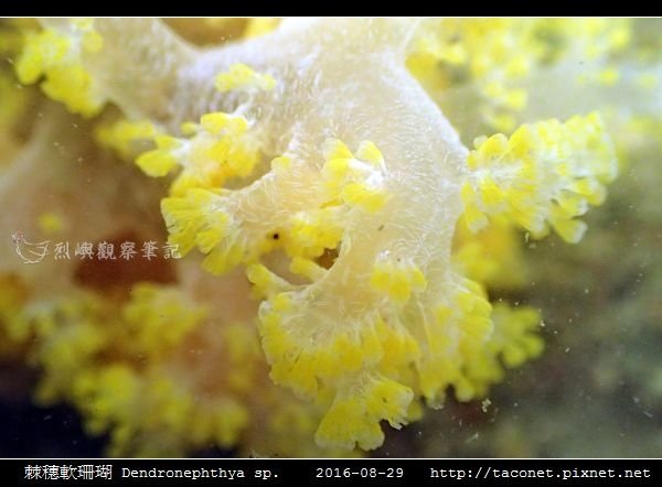 棘穗軟珊瑚 Dendronephthya sp_09.jpg