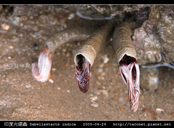 印度光纓蟲 Sabellastarte indica_01.jpg