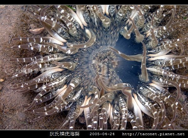 狄氏襟疣海葵 Anthopleura dixoniana_02.jpg