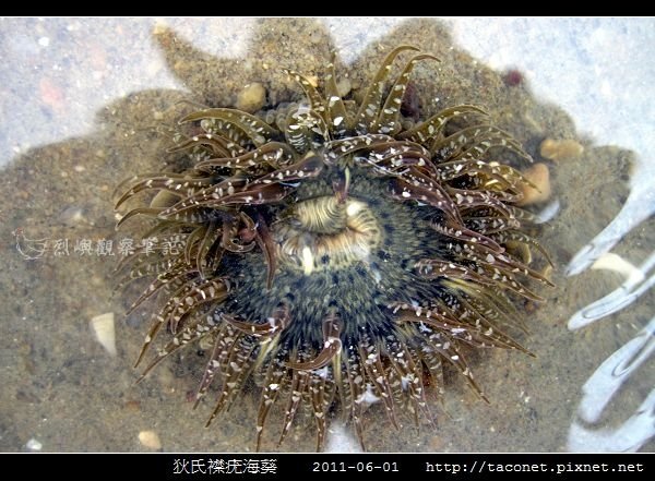 狄氏襟疣海葵 Anthopleura dixoniana_03.jpg