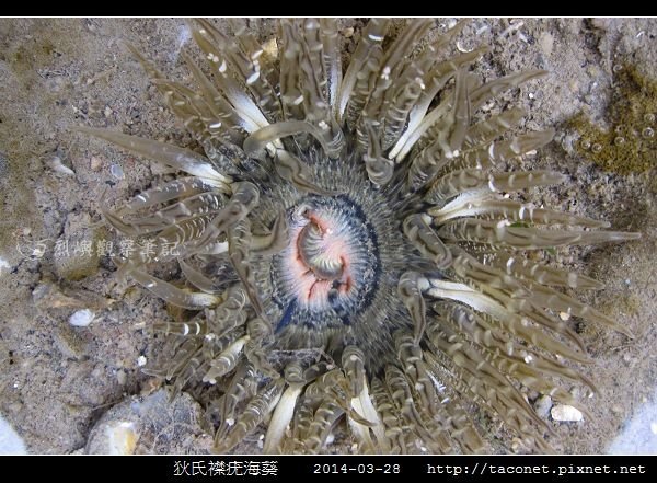 狄氏襟疣海葵 Anthopleura dixoniana_05.jpg