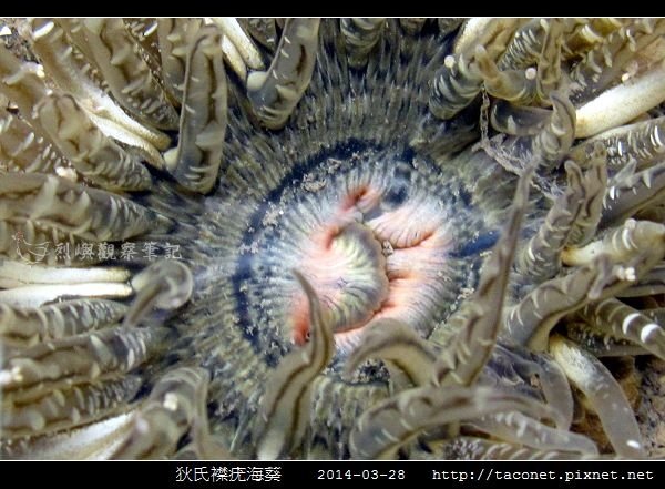 狄氏襟疣海葵 Anthopleura dixoniana_06.jpg