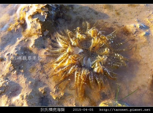 狄氏襟疣海葵 Anthopleura dixoniana_08.jpg