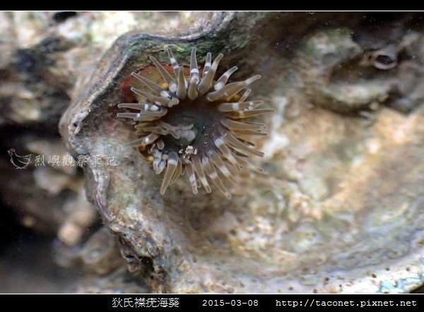 狄氏襟疣海葵 Anthopleura dixoniana_11.jpg