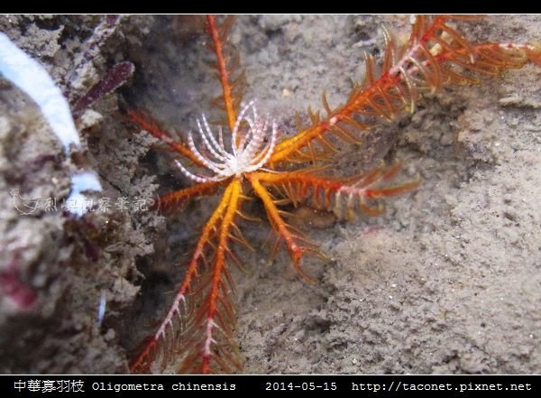 中華寡羽枝 Oligometra chinensis _2.jpg