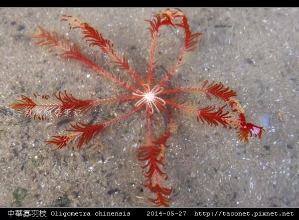 中華寡羽枝 Oligometra chinensis _5.jpg