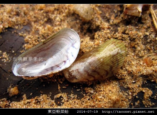 東亞殼菜蛤_01.jpg