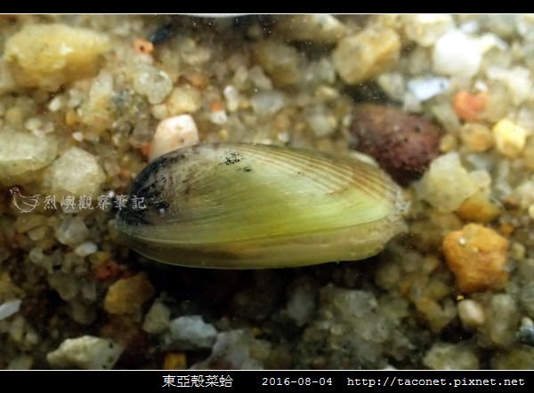 東亞殼菜蛤_03.jpg
