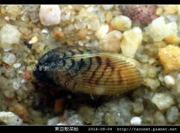 東亞殼菜蛤_04.jpg