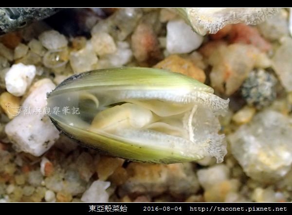 東亞殼菜蛤_05.jpg