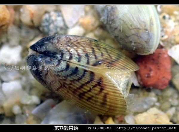 東亞殼菜蛤_06.jpg