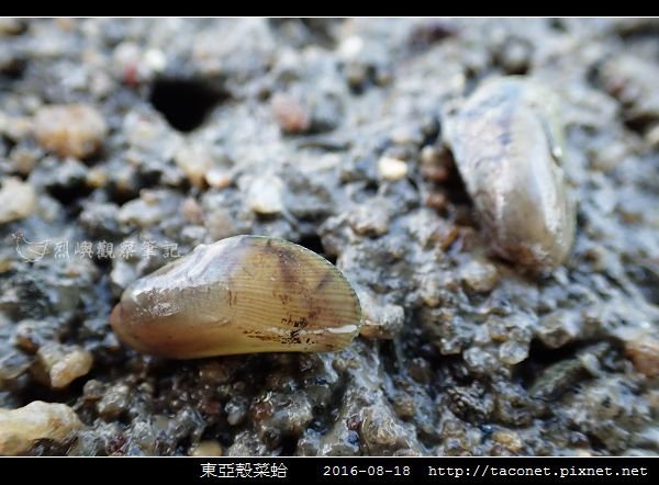 東亞殼菜蛤_08.jpg