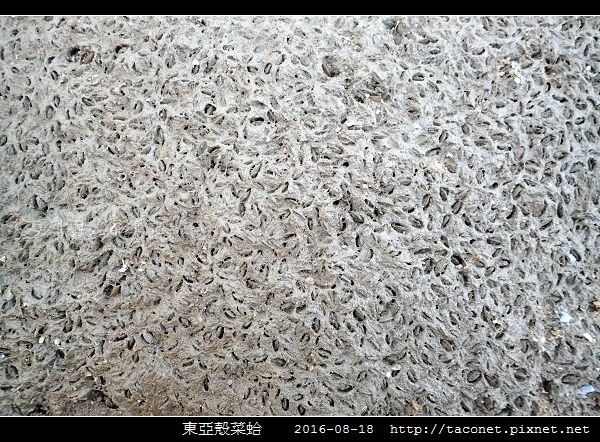 東亞殼菜蛤_09.jpg