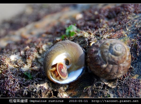 粗瘤黑鐘螺 Omphalius rusticus_1.jpg