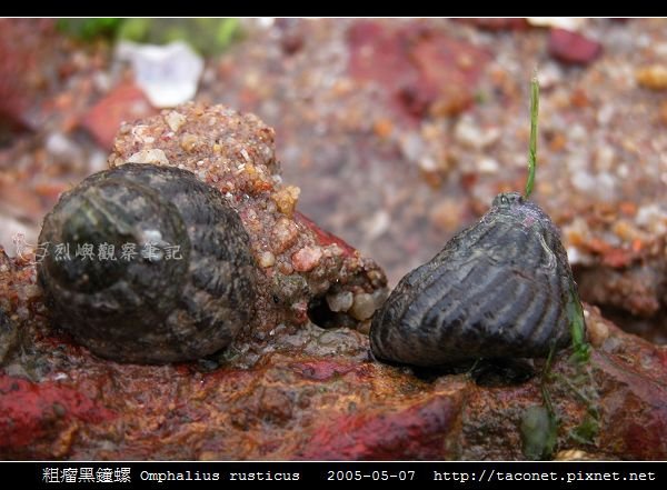 粗瘤黑鐘螺 Omphalius rusticus_7.jpg