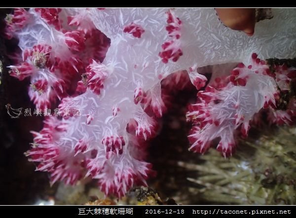 巨大棘穗軟珊瑚 Dendronephthya gigantea_4.jpg