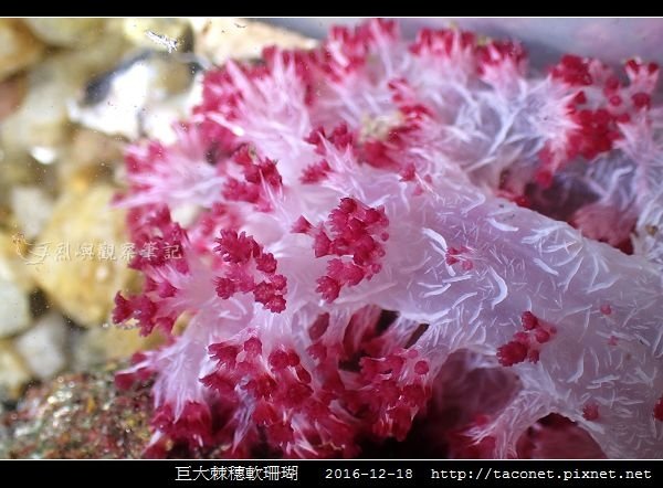 巨大棘穗軟珊瑚 Dendronephthya gigantea_6.jpg