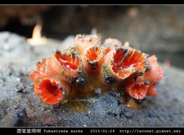 圓管星珊瑚 Tubastraea aurea_2.jpg