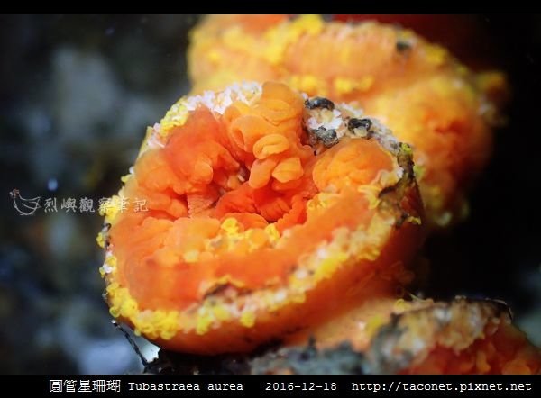 圓管星珊瑚 Tubastraea aurea_3.jpg