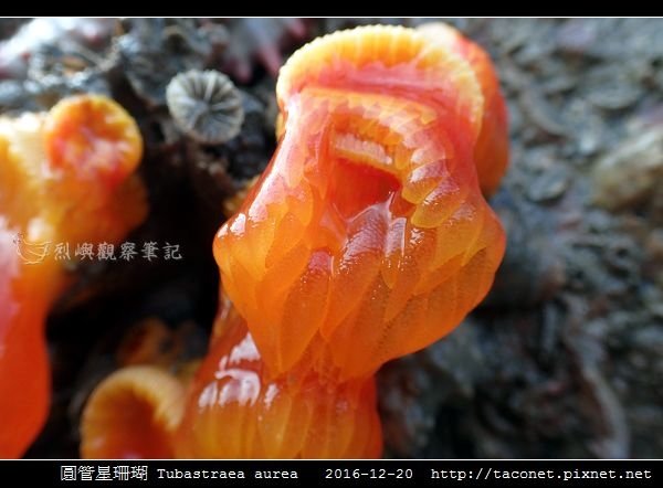 圓管星珊瑚 Tubastraea aurea_6.jpg