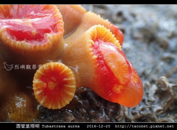 圓管星珊瑚 Tubastraea aurea_5.jpg