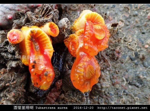 圓管星珊瑚 Tubastraea aurea_8.jpg