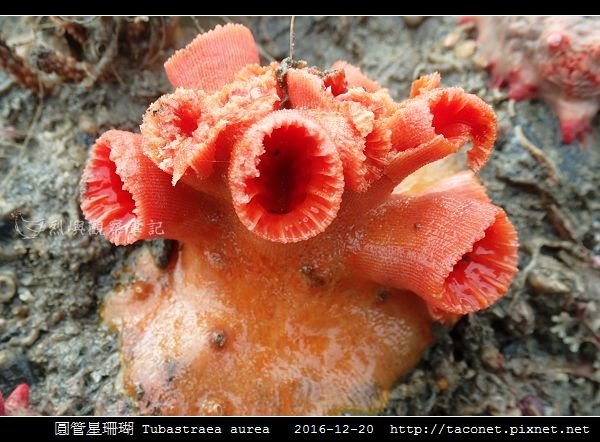 圓管星珊瑚 Tubastraea aurea_9.jpg