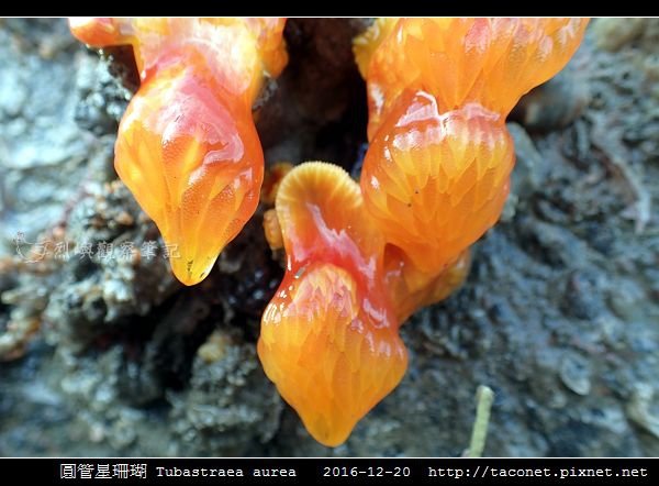 圓管星珊瑚 Tubastraea aurea_7.jpg