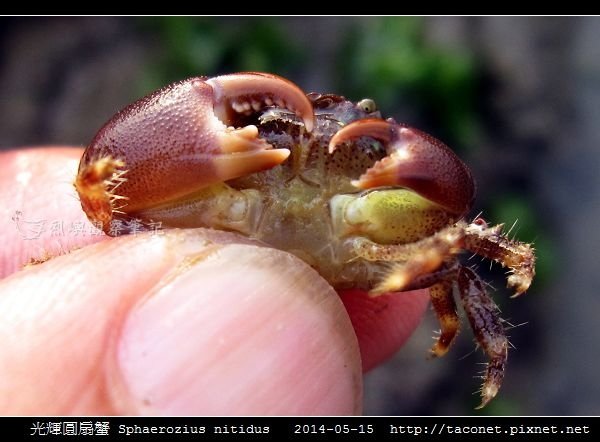 光輝圓扇蟹 Sphaerozius nitidus_11.jpg