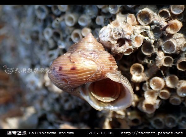 腰帶鐘螺 Calliostoma unicum_2.jpg